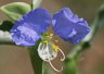 Erect Dayflower - Photo by Doug Kimball
